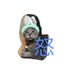 うちのにゃんず達（個別スタンプ：5）