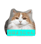 うちのにゃんず達（個別スタンプ：6）
