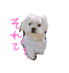 井上家のましゅ（個別スタンプ：1）