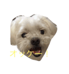 井上家のましゅ（個別スタンプ：6）