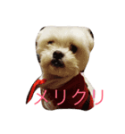 井上家のましゅ（個別スタンプ：8）