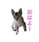 ラグドールとエジプシャンマウのスタンプ（個別スタンプ：4）