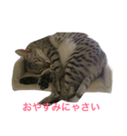 ラグドールとエジプシャンマウのスタンプ（個別スタンプ：5）