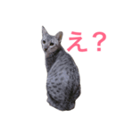 ラグドールとエジプシャンマウのスタンプ（個別スタンプ：8）