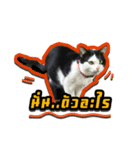 Have a fat cat（個別スタンプ：2）