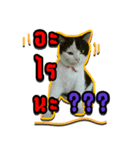 Have a fat cat（個別スタンプ：4）