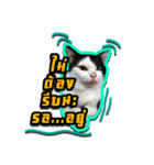 Have a fat cat（個別スタンプ：5）