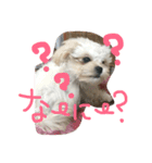 犬のポッキーくん（個別スタンプ：14）