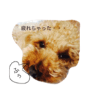 プードルけいくんの日常（個別スタンプ：12）