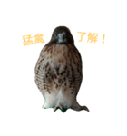 猛禽（個別スタンプ：1）
