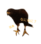 猛禽（個別スタンプ：4）