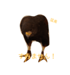 猛禽（個別スタンプ：8）