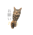 つゆおすたんぷ（個別スタンプ：4）