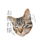 つゆおすたんぷ（個別スタンプ：5）