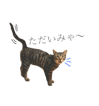 つゆおすたんぷ（個別スタンプ：7）