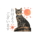 つゆおすたんぷ（個別スタンプ：8）