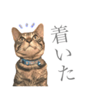 つゆおすたんぷ（個別スタンプ：14）