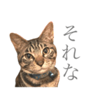 つゆおすたんぷ（個別スタンプ：15）
