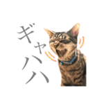 つゆおすたんぷ（個別スタンプ：17）