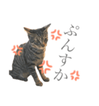 つゆおすたんぷ（個別スタンプ：18）
