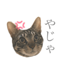 つゆおすたんぷ（個別スタンプ：19）