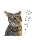 つゆおすたんぷ（個別スタンプ：23）