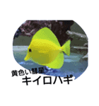海水魚（個別スタンプ：2）