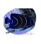 海水魚（個別スタンプ：3）