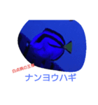 海水魚（個別スタンプ：5）