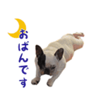 ティニーの日常会話（個別スタンプ：2）