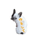 ティニーの日常会話（個別スタンプ：11）