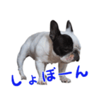 ティニーの日常会話（個別スタンプ：19）
