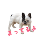 ティニーの日常会話（個別スタンプ：23）