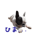 ティニーの日常会話（個別スタンプ：24）