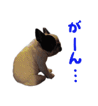 ティニーの日常会話（個別スタンプ：26）