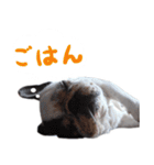 ティニーの日常会話（個別スタンプ：35）