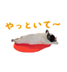 ティニーの日常会話（個別スタンプ：38）