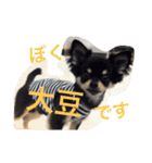 チワワの大豆（個別スタンプ：1）