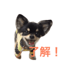 チワワの大豆（個別スタンプ：2）