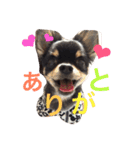 チワワの大豆（個別スタンプ：4）