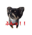 チワワの大豆（個別スタンプ：7）