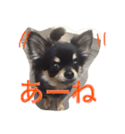 チワワの大豆（個別スタンプ：10）