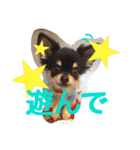 チワワの大豆（個別スタンプ：11）