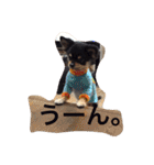 チワワの大豆（個別スタンプ：13）
