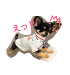 チワワの大豆（個別スタンプ：16）