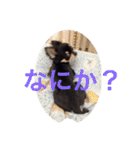 チワワの大豆（個別スタンプ：17）