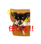 チワワの大豆（個別スタンプ：18）