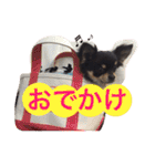 チワワの大豆（個別スタンプ：20）