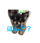 チワワの大豆（個別スタンプ：21）