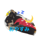 チワワの大豆（個別スタンプ：25）